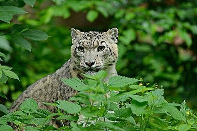 系列女主角配音演员疑似没有参与《猎天使魔女3》