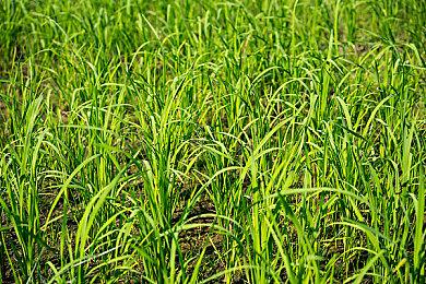 宫崎英高表示不想玩《艾尔登法环》：没有新鲜感